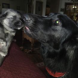Shiloh Shepherd Puppies from Heritage Shilohs