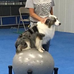 Louie - Miniature American Shepherd