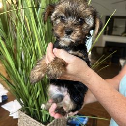 Girl 4 - Black and tan female Yorkshire Terrier puppy in Loganville, Georgia from The Doggy Empire