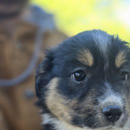 Miniature Australian Shepherd Puppies from D & L Mini Aussies