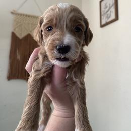 Payday - Goldendoodle puppy from Lola Bear Goldendoodles