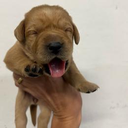 Orange - Yellow female Labrador Retriever puppy in Husser, Louisiana from Kristen