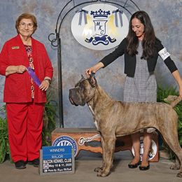 Cane Corso puppies from MTO KENNELS