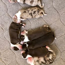 Australian Shepherd Puppies from Mercury Australian Shepherds