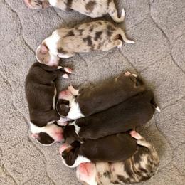 Australian Shepherd Puppies from Mercury Australian Shepherds