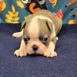 Blue Brindle Lady - Blue female Boston Terrier puppy in George West, Texas from JT Bostons