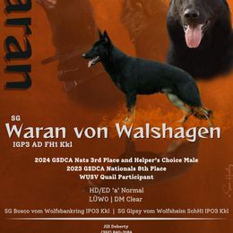 Waran - German Shepherd