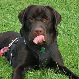 Labrador Retrievers from Brandywine Creek Labs