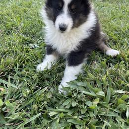 Shetland Sheepdog Puppies from MacGregor Shelties