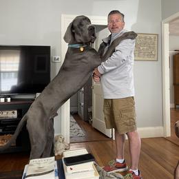 Great Dane Puppies from South Fort Blue Danes
