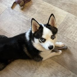 Camo - Pomsky