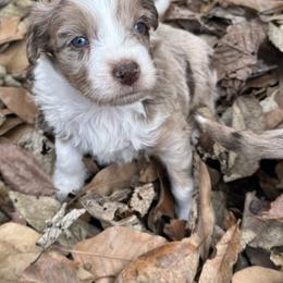 Girl 3 - Brown merle female Aussiedoodle puppy in Hillsboro, Illinois from Perfect Paws Puppies
