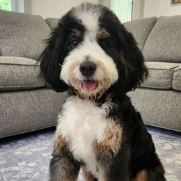 Dixie - Bernedoodle