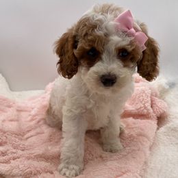 Pearl - Parti female Goldendoodle puppy in Kansas City, Kansas from Bella & Ivy’s Mini Goldendoodles of KC