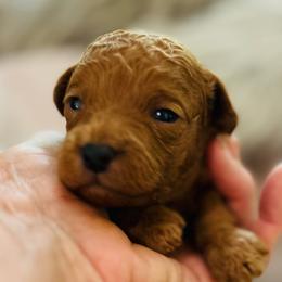 Tyler - Ruby male Cavachon puppy in Natural Bridge, Virginia from Rockbridge Puppies