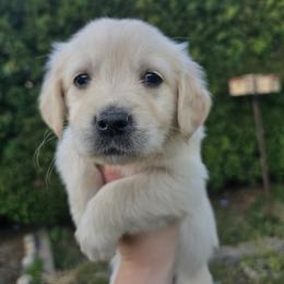 Pink Girl - Light golden female Golden Retriever puppy in Pasco, Washington from Rodgers Retrievers