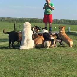 Pembroke Welsh Corgi and Poodle Puppies from Blue Diamond Kennel