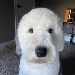 Murphy - Gray and white male Old English Sheepdog puppy in Lucas, Texas from Amble Creek Old English Sheepdogs and Smug Mug Brussels Griffon