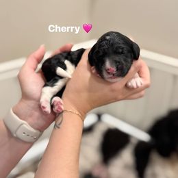 Cherry - Black and white female Bernedoodle puppy in Benton, Arkansas from Cozy Creek Doodles