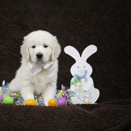 Golden Retriever Puppies from K & M Golden Retrievers