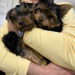 Yorkshire Terrier puppies from Sweet Georgia Yorkies