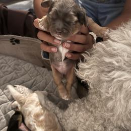Bernedoodle, Cavapoo, and Cockapoo Puppies from Doodley Doodles