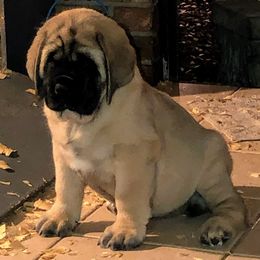Mastiff Puppies from Majestic Mastiffs of Florida