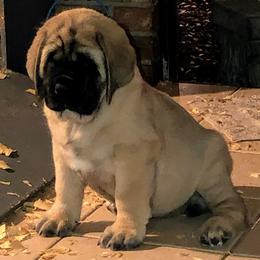 Mastiff Puppies from Majestic Mastiffs of Florida