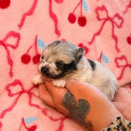 Boy 1 - Blue merle male Pomeranian puppy in Calhoun, Louisiana from Cheyenne’s Pups