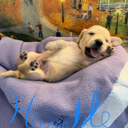 Humble - Cream male Dachshund puppy in Hensley, Arkansas from The Dachshund Barn