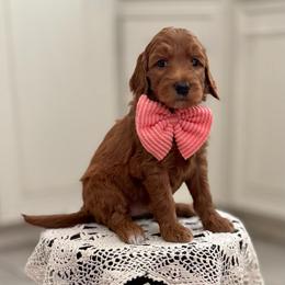 Pinkie Pie- Lt.Pink - Red  female Goldendoodle puppy in Bay City, Texas from Charming Doods Goldendoodles