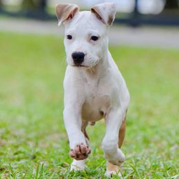 Zippy - Red male American Staffordshire Terrier puppy in St. Augustine, Florida from LBK & Ancient City