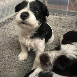 Miniature Schnauzer Puppies from A.R Miniature Schnauzers