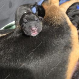 Bloodhound Puppies from Diamond Bloodhound Kennels