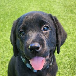 Labrador Retriever Puppies from Steele Caliber Retrievers