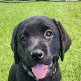 Labrador Retriever Puppies from Steele Caliber Retrievers