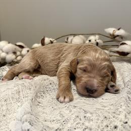 Cappuccino - Apricot female Goldendoodle puppy in Taylorsville, North Carolina from Doggone Dixie Doodles
