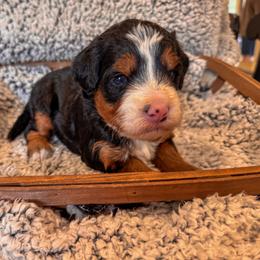 Meg - Tri-color female Bernedoodle puppy in Rose Hill, North Carolina from Red Door Canines