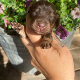 Pansy - Chocolate and tan female Dachshund puppy in Payette, Idaho from NT Mini Doxies