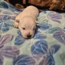 No collar - White male West Highland White Terrier puppy in Gobles, Michigan from My Little Puppy Paws