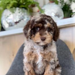 Sugar - Merle female Goldendoodle puppy in St George, Utah from Doodle Bears of Southern Utah