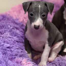 Blue Boy - Blue male Italian Greyhound puppy in Bedford, Texas from Nariba Kennels