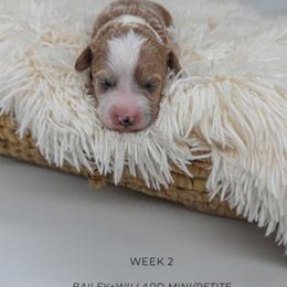 Cappuccino - Apricot female Goldendoodle puppy in New Harmony, Indiana from Cottonwood Farms