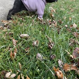 French Bulldog Puppies from Gotts Frenchies