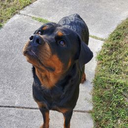 Ellie - Rottweiler
