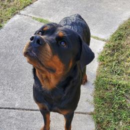 Ellie - Rottweiler