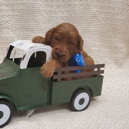 Goldendoodle Puppies from Rustic Road Doodles