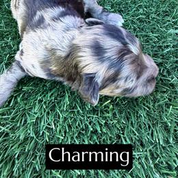Charming - Blue merle male Aussiedoodle puppy in Bakersfield, California from Annie's Aussies