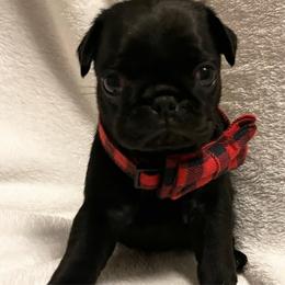 'Schroeder' Black boy 2 - Black male Pug puppy in Onalaska, Washington from Cupid’s Pugs
