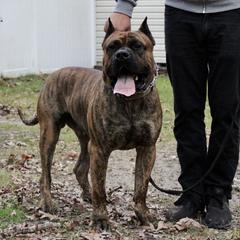 Perro de Presa Canarios from Canary K9 Kings